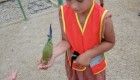 Dziewczynka z grupy Jeżyków podczas karmienia papug.